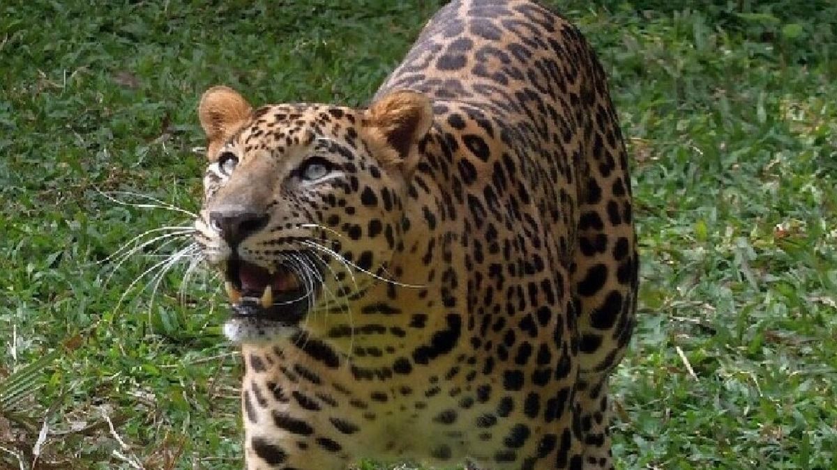 লোকালয়ে হামলা, ৭ জনকে জখম করে ফালাকাটায় রহস্য মৃত্যু চিতাবাঘের