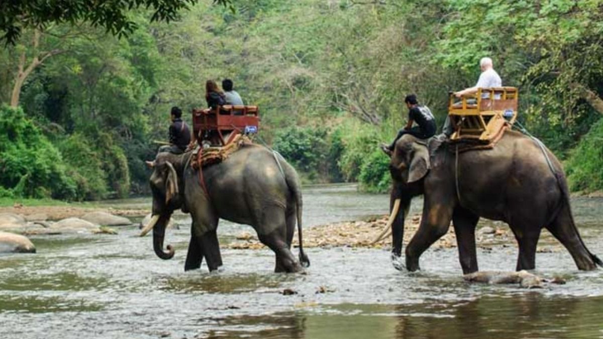 হাতি সাফারি।-ফাইল ছবি