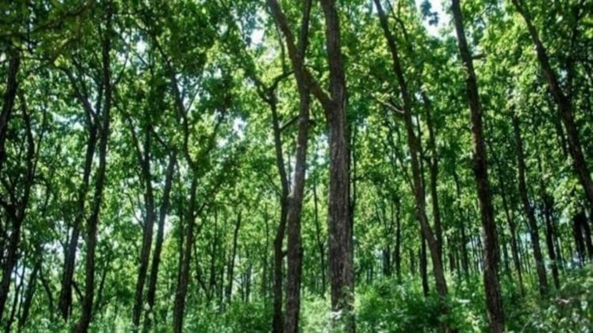 হাতির ভয়, মাধ্যমিকের জন্য জলদাপাড়া-খড়িবাড়িতে গ্রিন করিডর