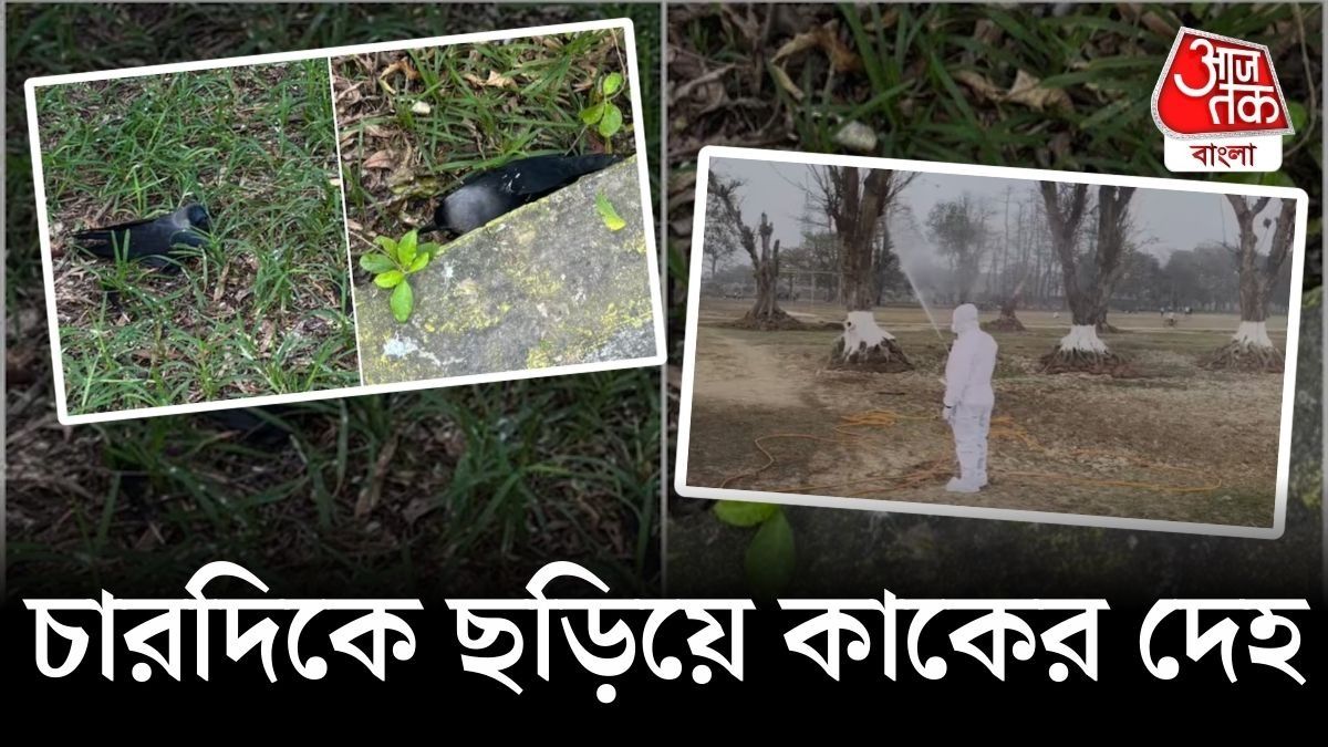 একাধিক রাজ্যে শ'য়ে শ'য়ে কাকের মৃত্যু, বার্ড ফ্লু ফিরল?