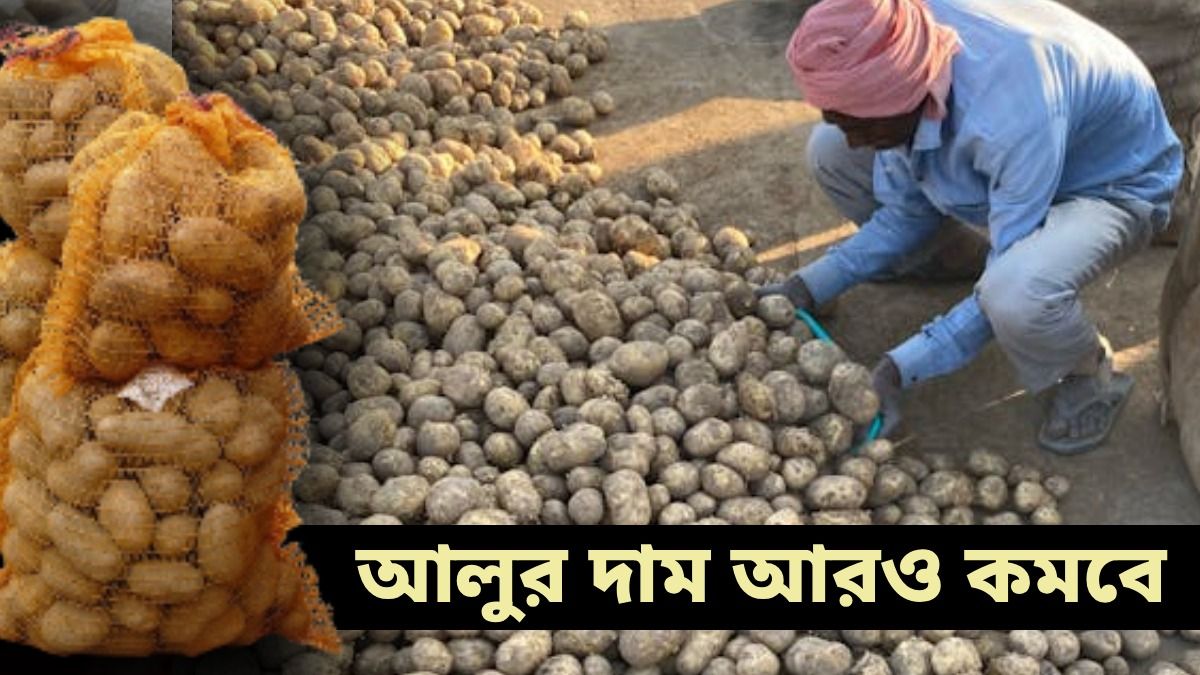 আলু কি আরও সস্তা হবে? চাষিদের দুর্দিন কবে কাটতে পারে? খোঁজ নিল bangla.aajtak.in