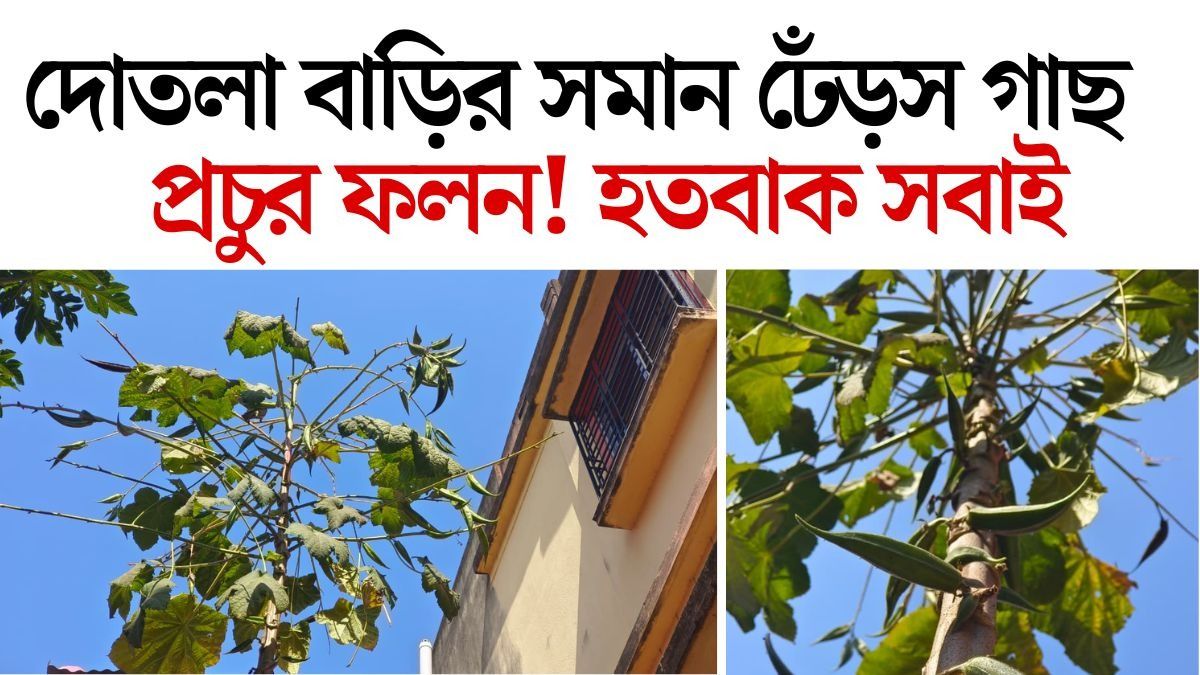১৫ ফুট উঁচু রাক্ষুসে ঢেঁড়স গাছ! বীজ পেতে হুড়োহুড়ি বোলপুরে