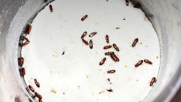 চাল, আটায় পোকার উপদ্রব দূর করবেন কীভাবে?