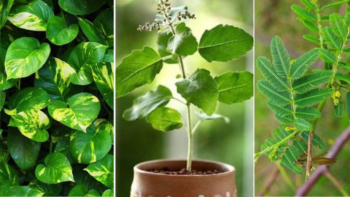 মানি প্ল্যান্ট, তুলসি ও শামি গাছ