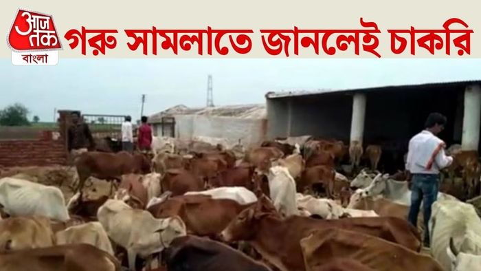 Rajasthan Gaon Gwala Yojana: গরু সামলাতে পারলেই চাকরি।