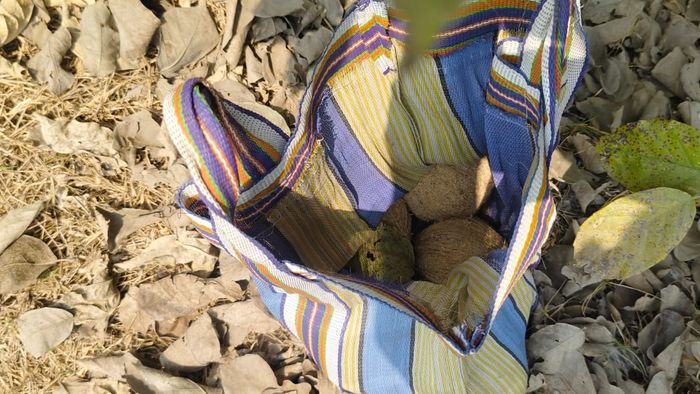 বীরভূমে ফের তাজা বোমা উদ্ধার