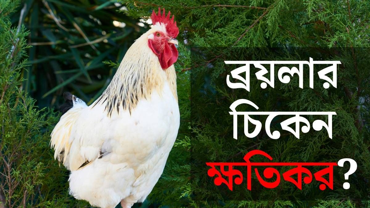 ব্রয়লার চিকেন কি ইঞ্জেকশনের জন্যই দ্রুত বড় হয়? সত্যিটা জানালেন বিশেষজ্ঞ