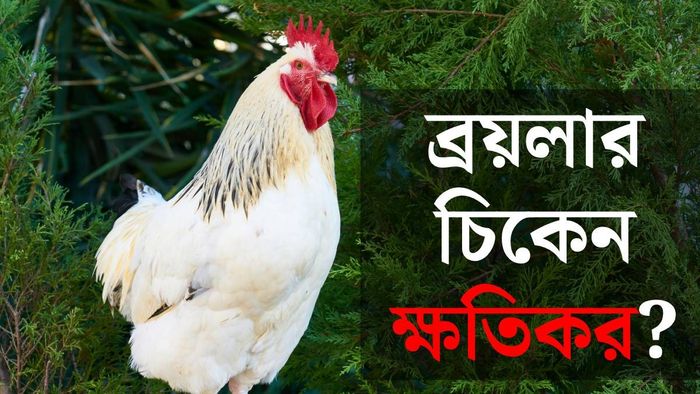 ব্রয়লার চিকেন দ্রুত বাড়ে কেন?