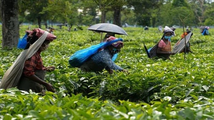 Darjeeling Tea Production Affected