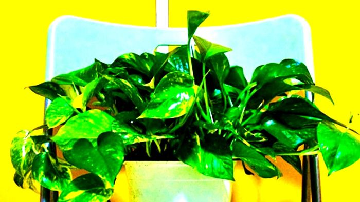 বাড়ির এই কোণে মানি প্ল্যান্ট রাখলে বড় বিপদ