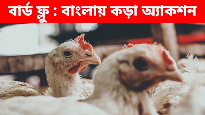 কয়েক সপ্তাহ ধরেই বার্ড ফ্লু আতঙ্কে কাঁপছে বিহার