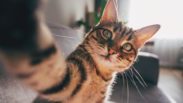 বিড়ালের ব্যবসা