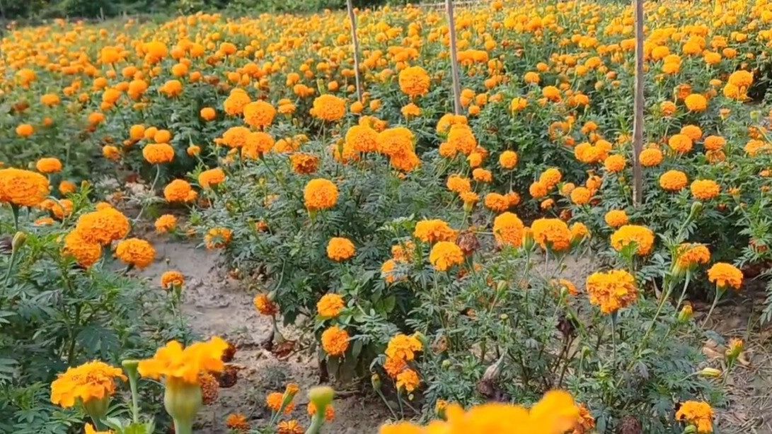 বসন্তে বাড়ি বা ছাদের বাগানে গাছ বেড়ে উঠবে তরতরিয়ে, সহজ এই ট্রিকস জেনে রাখুন