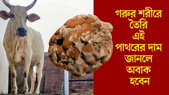 গরুর শরীরে তৈরি এই পাথরের দাম জানলে অবাক হবেন