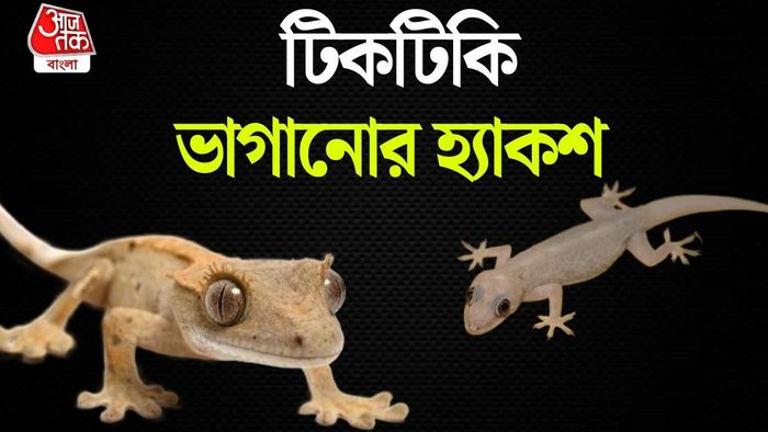 টিকটিকি