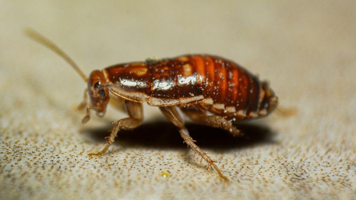 আপনার বাড়ির সামান্য ময়লাও তেলাপোকার উপদ্রবের কারণ হতে পারে। (ছবি/আনস্প্ল্যাশ)