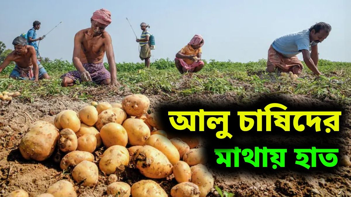 বাজারে ১৪ টাকা কেজি আলু, মাত্র ২ টাকা পাচ্ছেন কৃষকেরা, কী উদ্যোগ নিল রাজ্য?