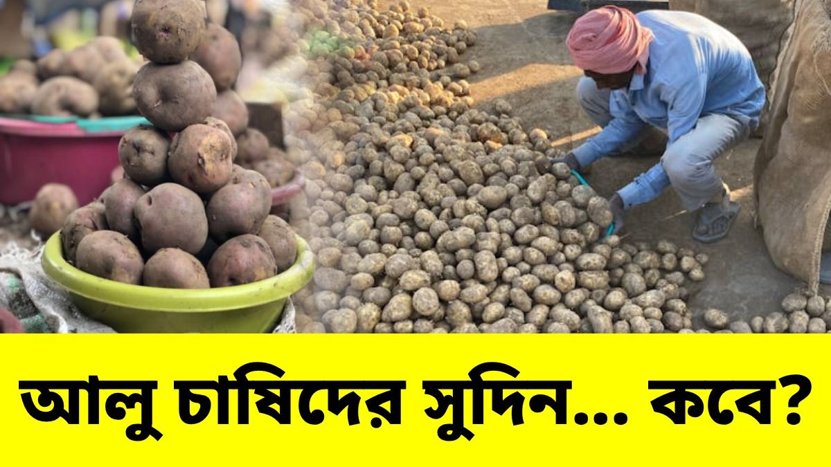 আলুচাষিরা দাম কবে থেকে পেতে পারেন? খোঁজ নিল bangla.aajtak.in
