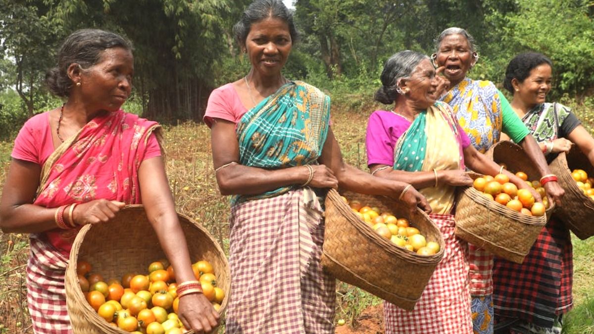৩ টাকা কেজি টমেটো বিক্রি করছেন চাষিরা (ফাইল ছবি)