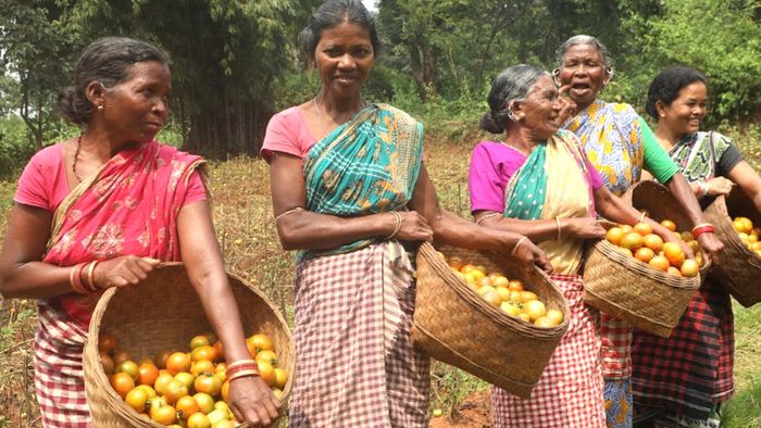 ৩ টাকা কেজি টমেটো বিক্রি করছেন চাষিরা (ফাইল ছবি)