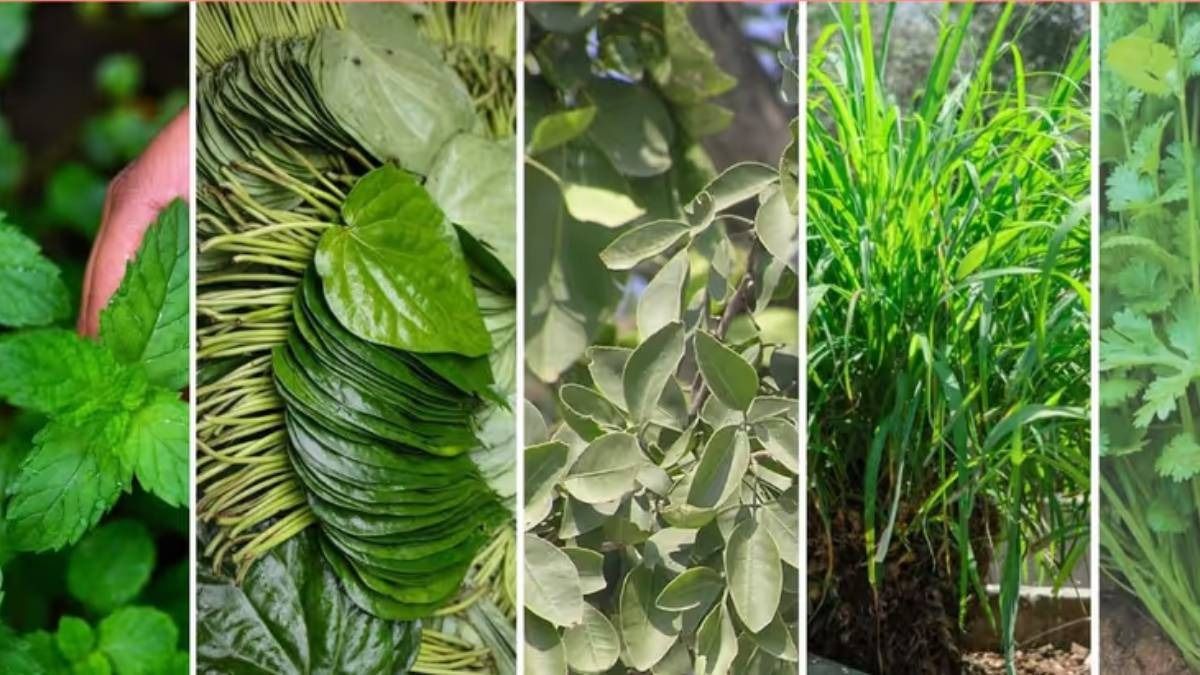 গরমে শান্তি দেবে এই ৪ পাতা, ঠান্ডা থাকবে পেট আর ত্বকও