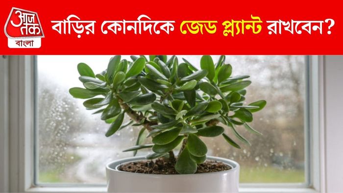 জেড প্ল্যান্ট