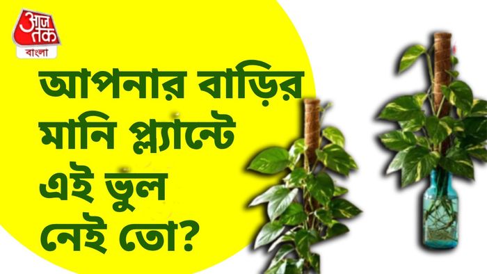 মানি প্ল্যান্টের লতা উপরে উঠছে, নাকি নীচে নামছে?