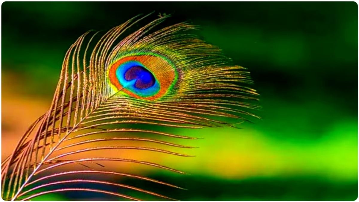 ঘরের এই কাজটি করলে সম্পত্তি-অর্থ হুহু করে বাড়তে থাকবে