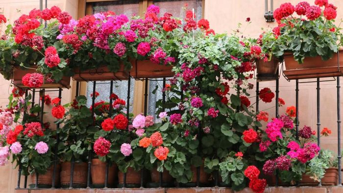 ব্যালকনিতে ফুল