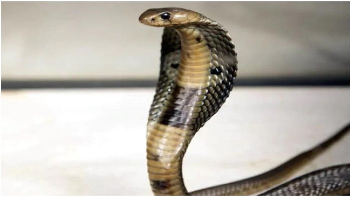 সাপের বাস্তু