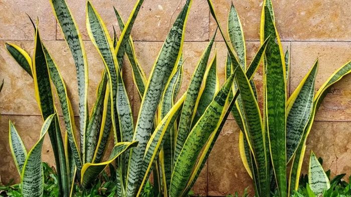 স্নেক প্ল্যান্ট