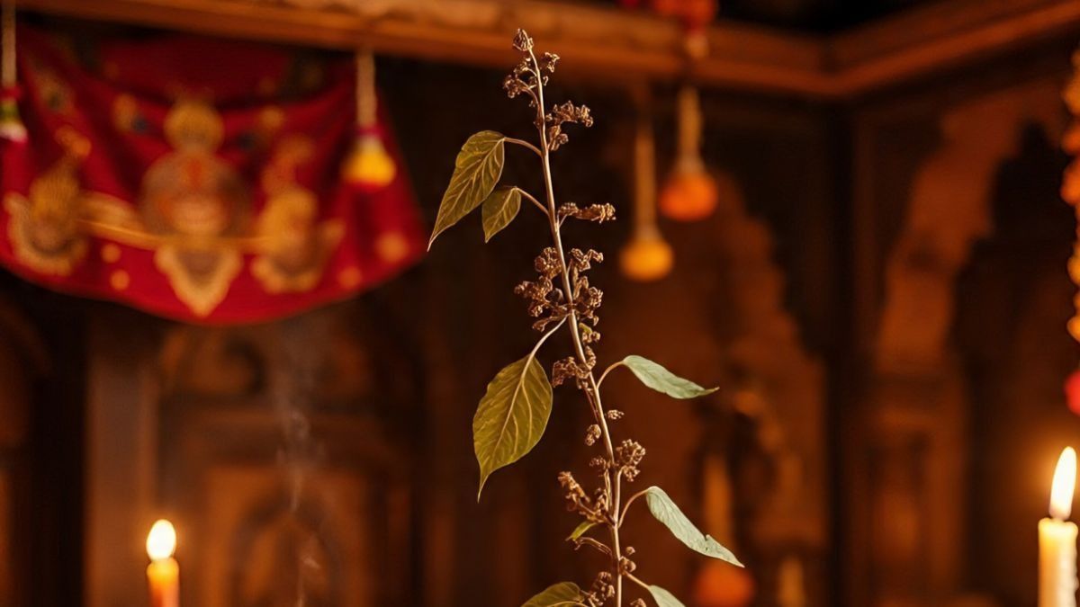 গরমে তুলসী গাছ শুকিয়ে গেছে? এই টোটকায় চুম্বকের মতো হাতে টাকা আসবে