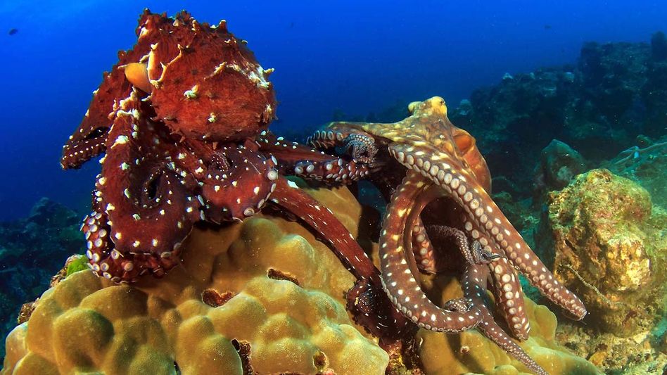 শুধু স্পর্শের মাধ্যমেই সঙ্গিনীকে গর্ভবতী করে এই প্রাণী, অবাক করা গবেষণা শুধু স্পর্শের মাধ্যমেই সঙ্গিনীকে গর্ভবতী করে এই প্রাণী, অবাক করা গবেষণা