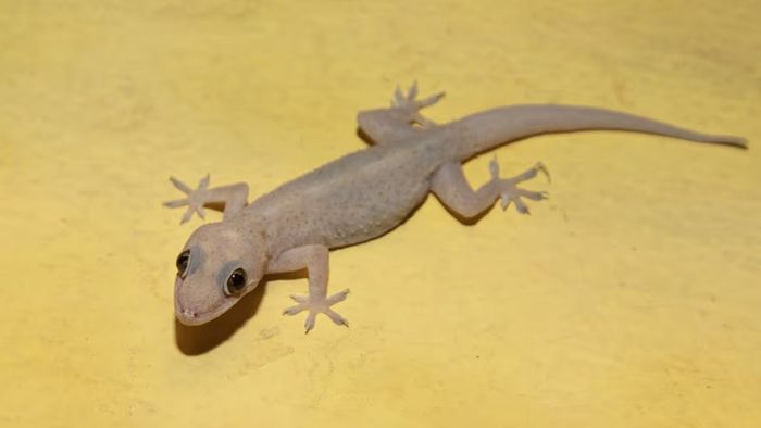 দেওয়ালে টিকটিকির উৎপাত? কাজে লাগান এই ঘরোয়া টোটকা, সব ক'টা পালাবে