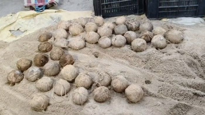 ভাঙড়ে TMC কর্মীর বাড়ির পেছনে মিলল ১০০টি তাজা বোমা