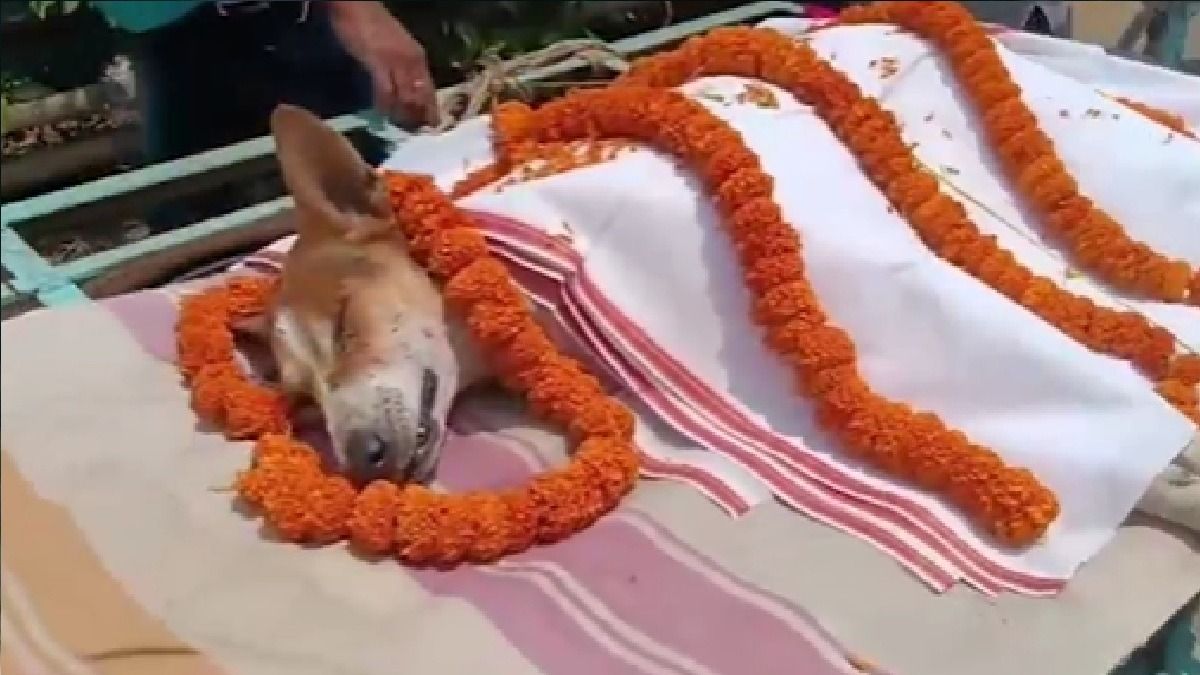 কিন্ডারগার্ডেনে ঢুকেছিল বিষধর সাপ, ৩০ শিশুকে বাঁচিয়ে মারা গেল পথকুকুর