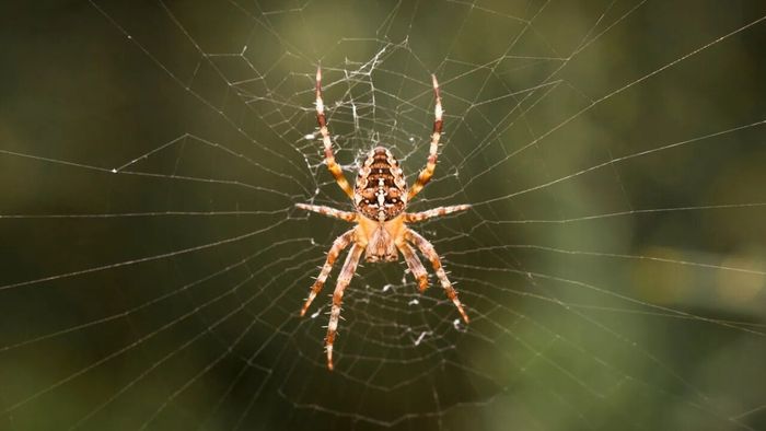 মাকড়সার জাল