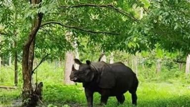 বেঙ্গল সাফারিতে বন্ধ হয়ে গেল পর্যটকদের অন্যতম আকর্ষণ 'গণ্ডার সাফারি', কী হল?