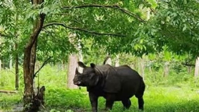 বেঙ্গল সাফারিতে বন্ধ হয়ে গেল পর্যটকদের অন্যতম আকর্ষণ 'গণ্ডার সাফারি', কী হল?