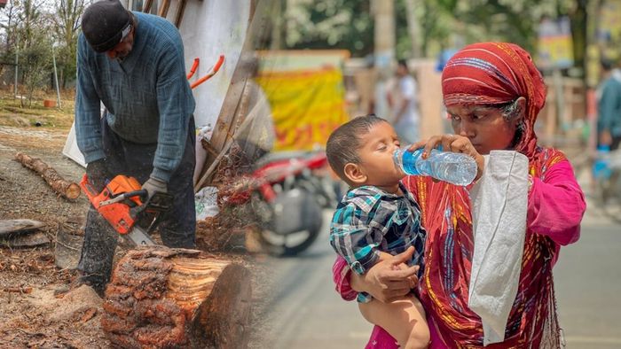 গাছের অভাবেই কি দেশজুড়ে তাপপ্রবাহ, বাড়ছে গরম?