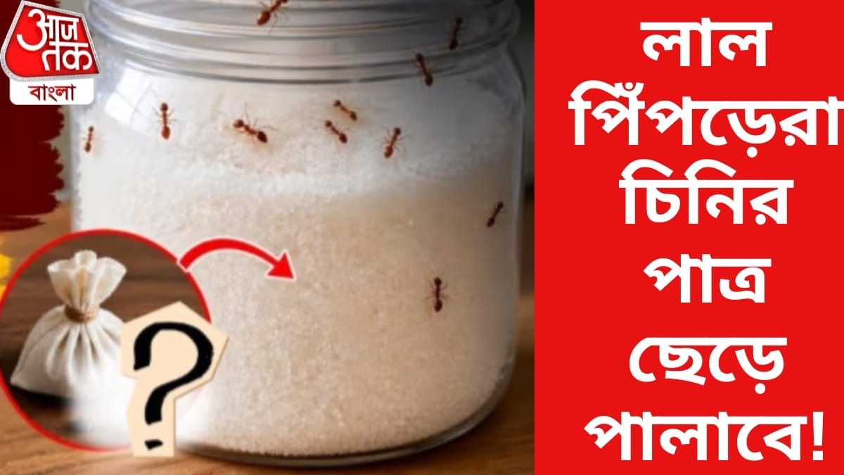 লাল পিঁপড়েরা চিনির পাত্র ছেড়ে এখনই পালাবে, শুধু রাখুন এই জিনিস