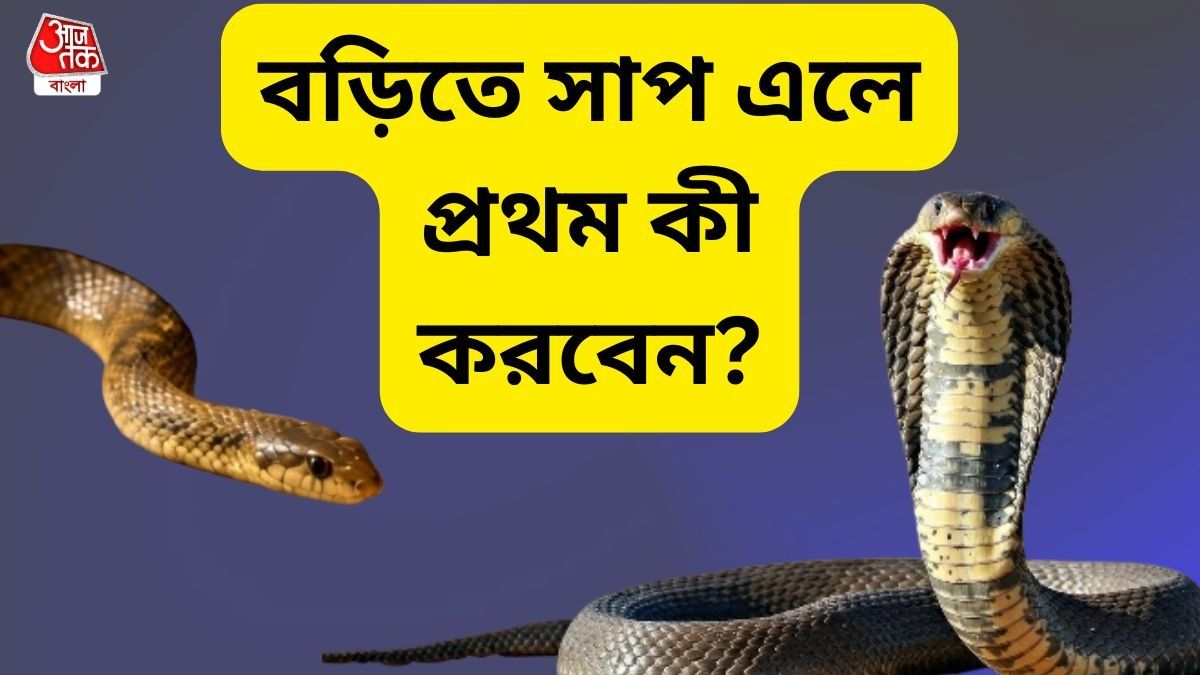 সাপ  