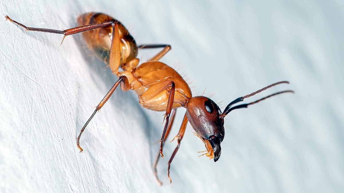 পিঁপড়ে
