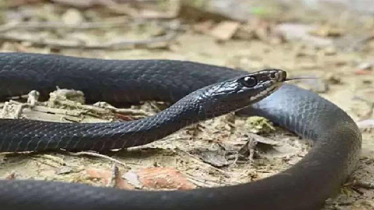 আপনার বাড়িতে এই ৪টি গন্ধই সাপকে নেমন্তন্ন করে, এখনই সতর্ক হোন