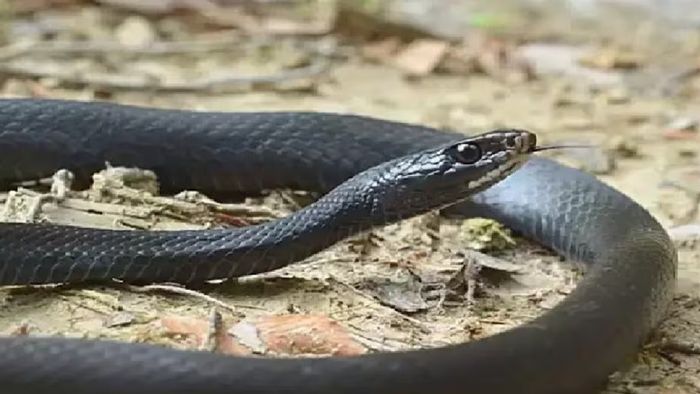 Snake Repellent Tips: আপনার বাড়িতে এই ৪টি গন্ধই সাপকে নেমন্তন্ন করে, এখনই সতর্ক হন