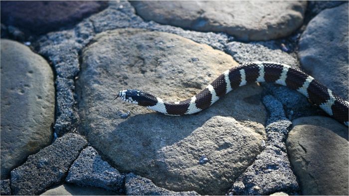 Countries With Most Snake Species: বিশ্বের সবথেকে বেশি সাপের আড্ডা কোন ১০ দেশ, তালিকায় ভারতের স্থান কত জানেন?