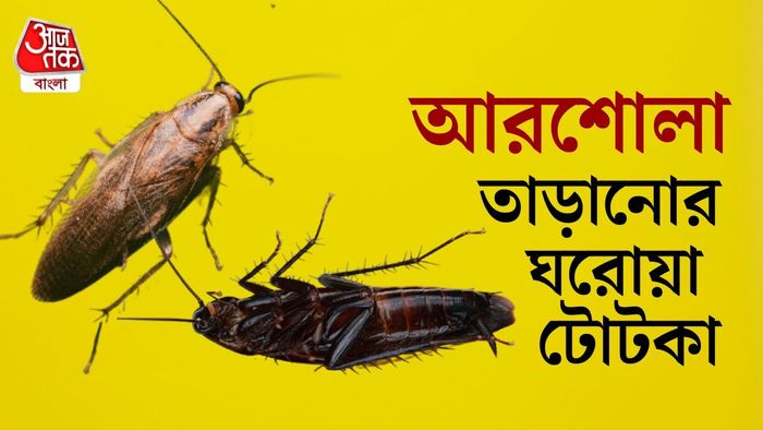 আরশোলা তাড়ানোর উপায়
