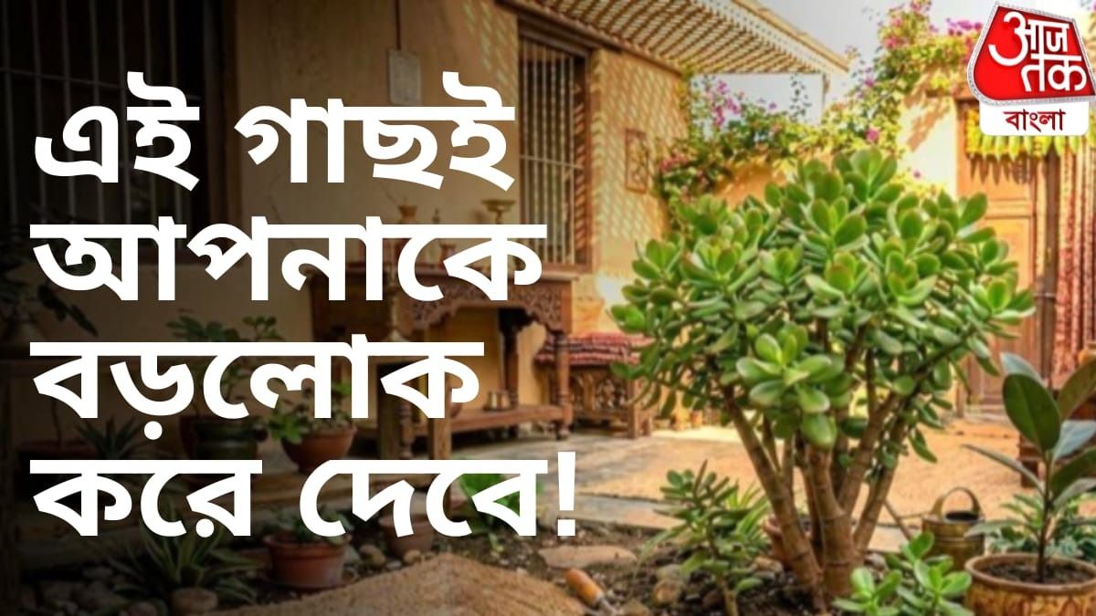 আর্থিক অসুবিধা কাটিয়ে উঠতে এবং সমৃদ্ধি বাড়াতে, মানি প্ল্যান্টকে বিদায় জানিয়ে এই সৌভাগ্যসূচক গাছটি ঘরে নিয়ে আসুন।