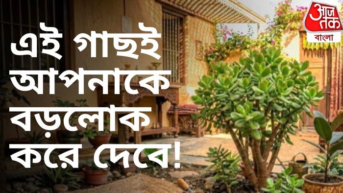 আর্থিক অসুবিধা কাটিয়ে উঠতে এবং সমৃদ্ধি বাড়াতে, মানি প্ল্যান্টকে বিদায় জানিয়ে এই সৌভাগ্যসূচক গাছটি ঘরে নিয়ে আসুন।