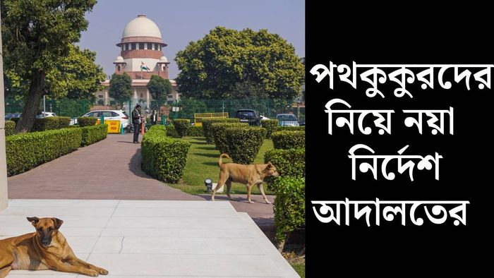 পথকুকুরদের নিয়ে কী নির্দেশিকা? (ছবি: পিটিআই))